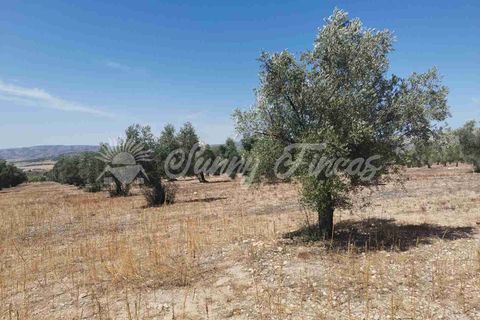 Terra a Biar, Alicante, Biar - € 53.000 | Ref: SF0425 - foto 6